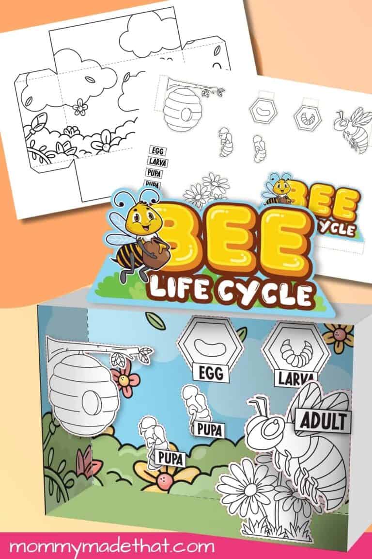 Bee Life Cycle Diorama
