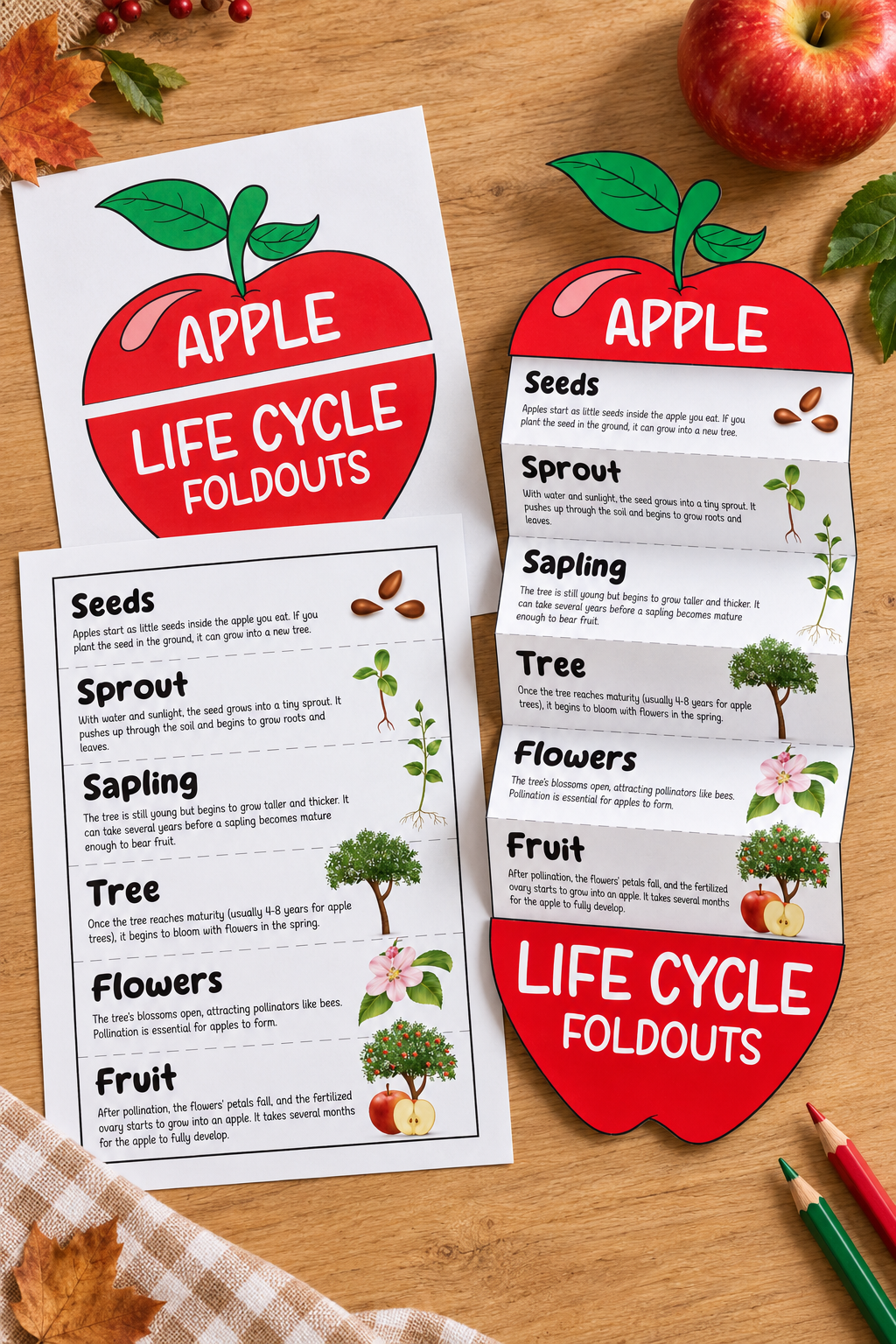 Apple Life Cycle Foldout