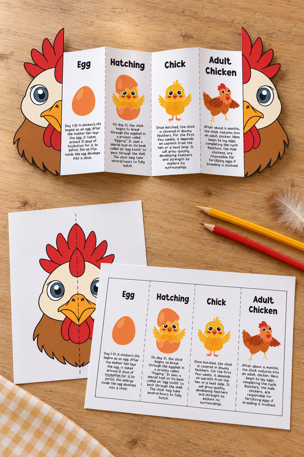 Chicken Life Cycle Foldouts
