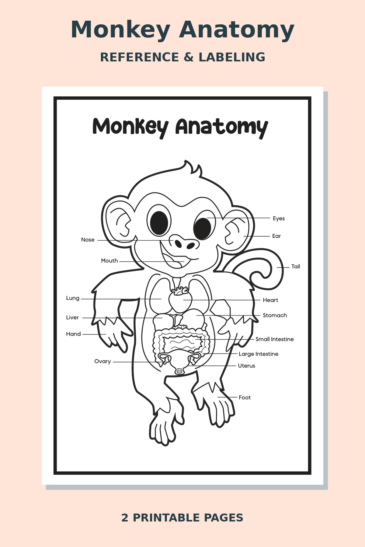 Monkey Anatomy Worksheets