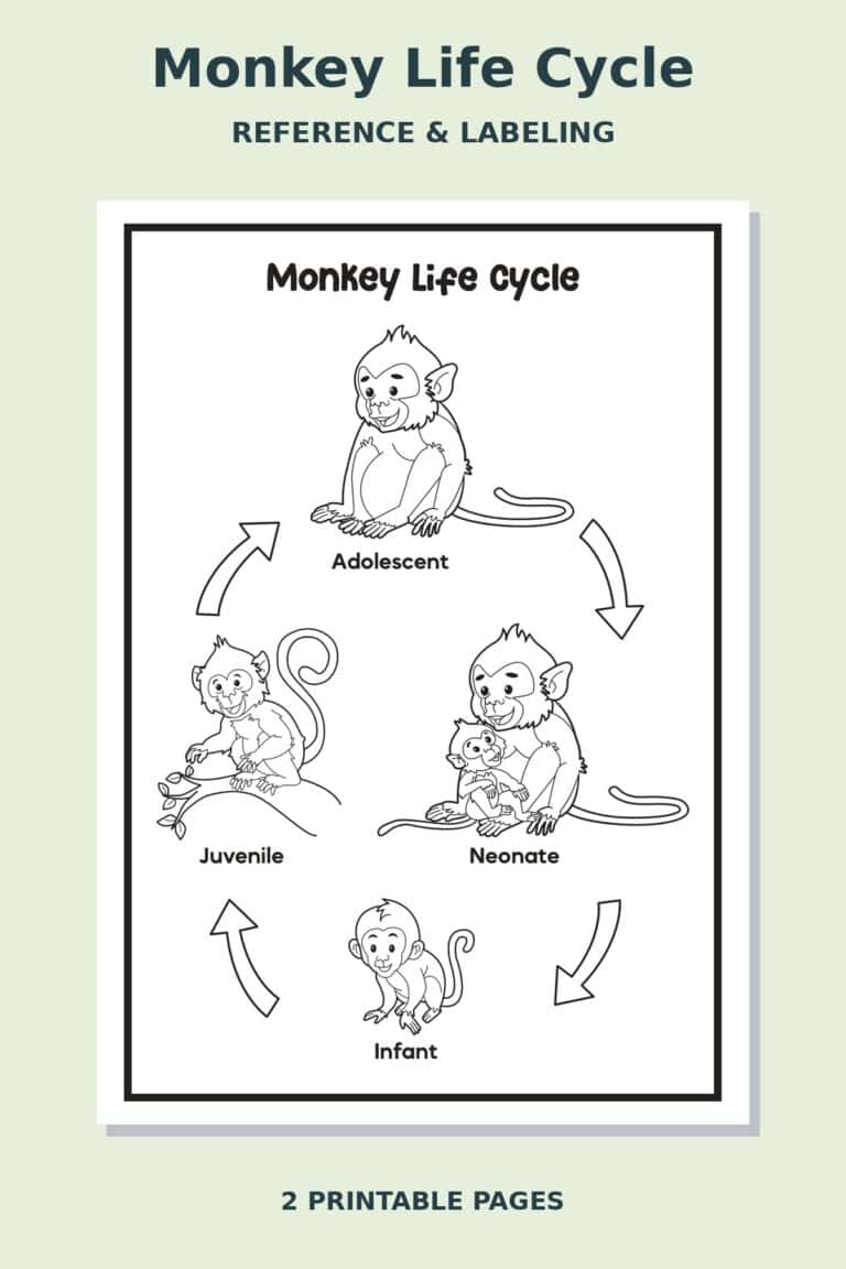 Monkey Life Cycle Worksheets