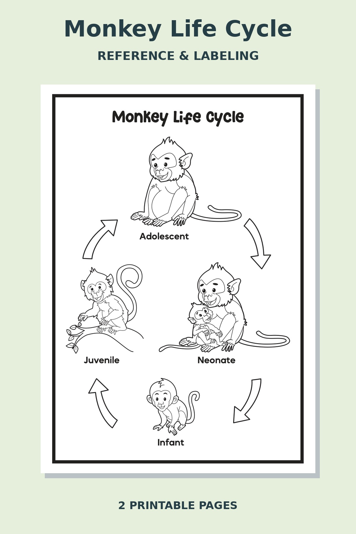Monkey Life Cycle Worksheets